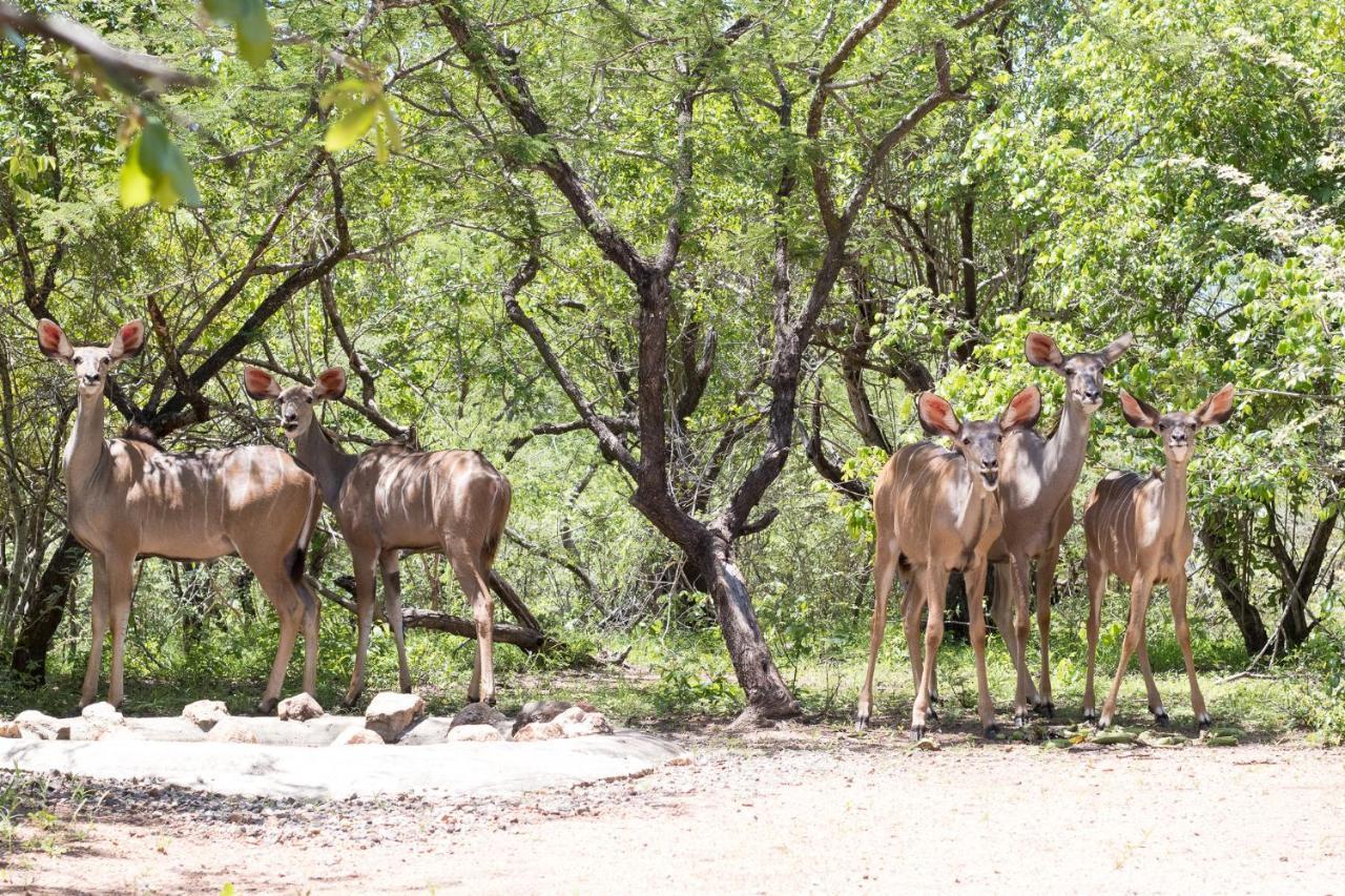 Hello Kruger Hideaway Cottage & Skilpad Studio Marloth Park Kültér fotó